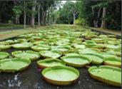 Pamplemousses Garden